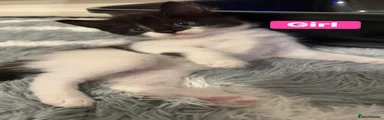 Mixed Breed 4