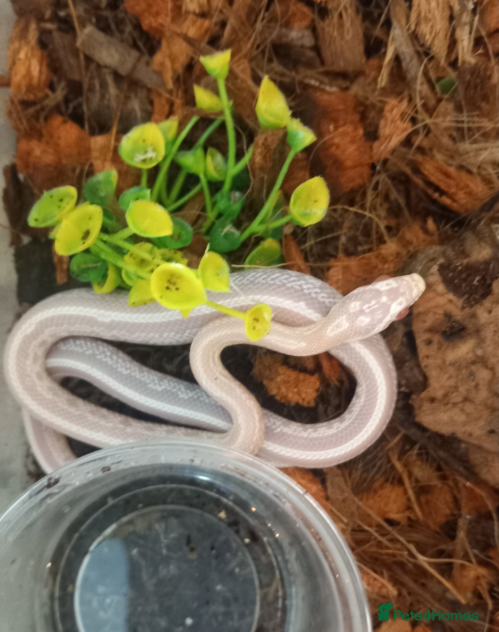 Corn Snake reptiles Cornsnakes forsale corn snake hatchlings 2025  - Advert 20