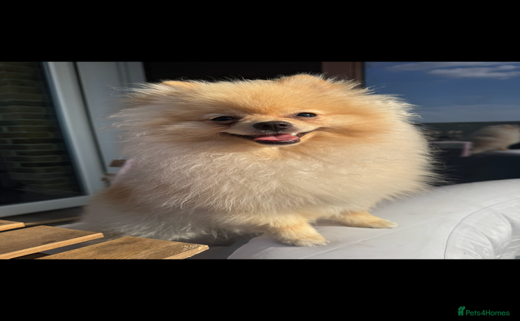 Pomeranian dogs - Advert 1