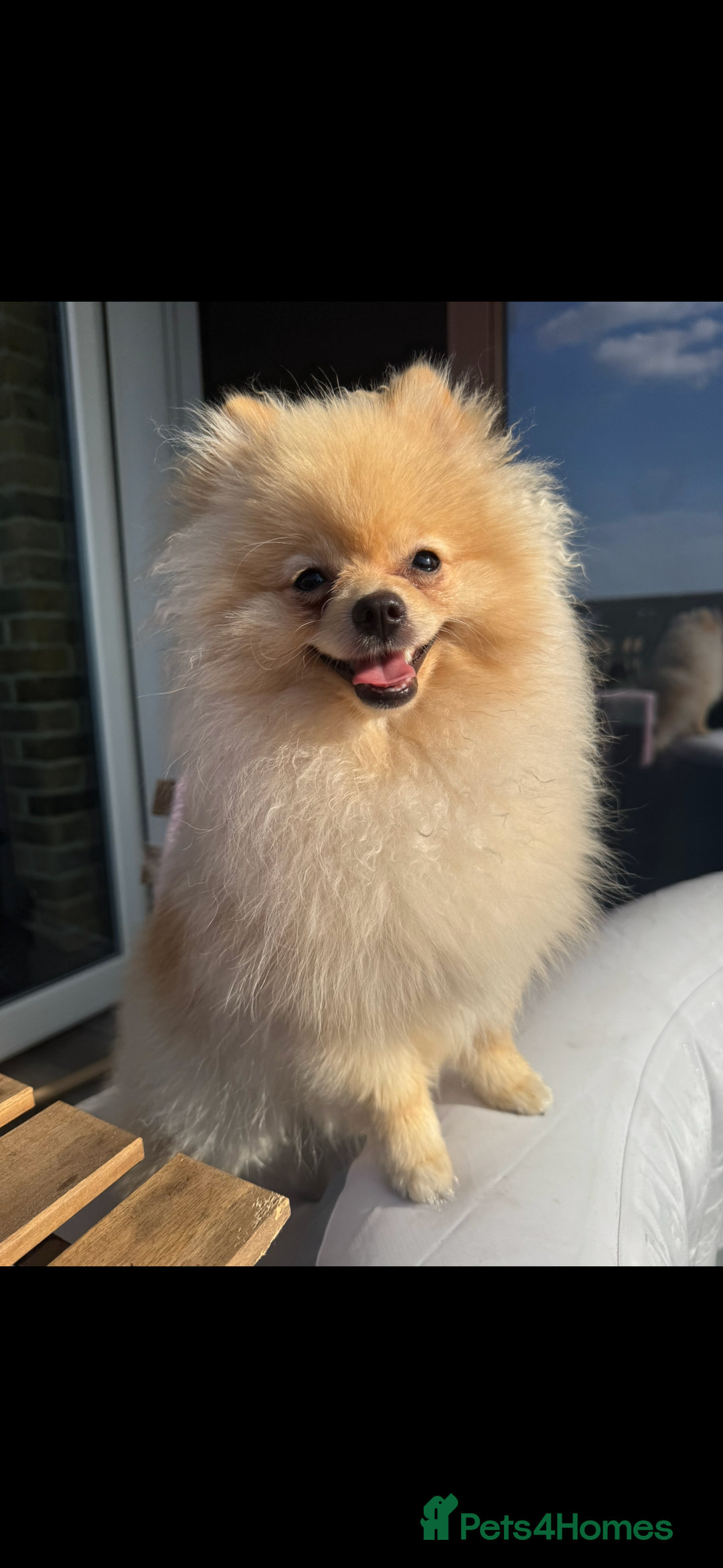 Pomeranian dogs for sale: Ralph Pomeranian.  - Image 1
