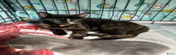 Mixed Breed cats for sale: Kittens Looking for Their Forever Homes in Wellington - Advert 4