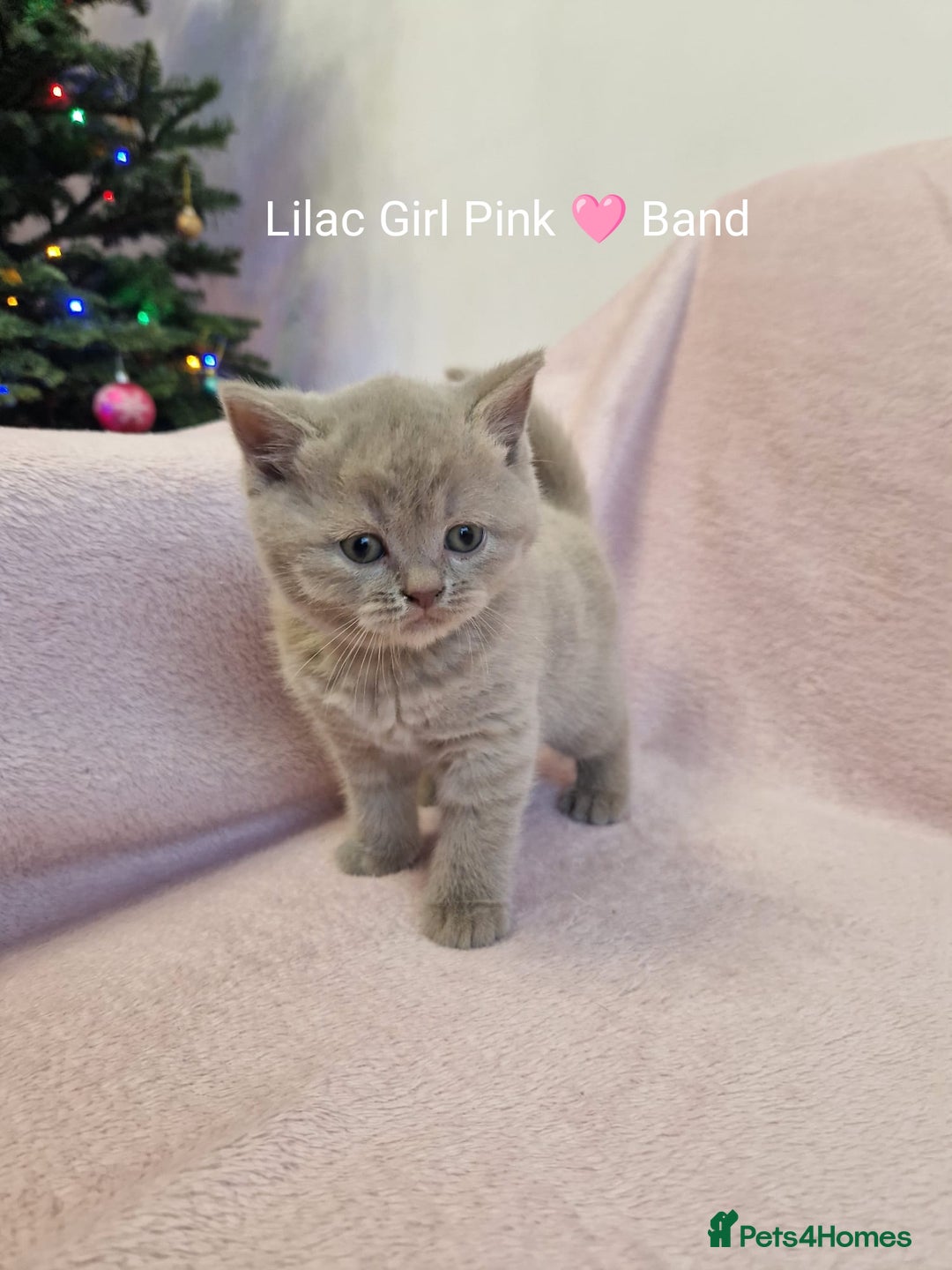 British Shorthair cats for sale: All Reserved Now. - Advert 15