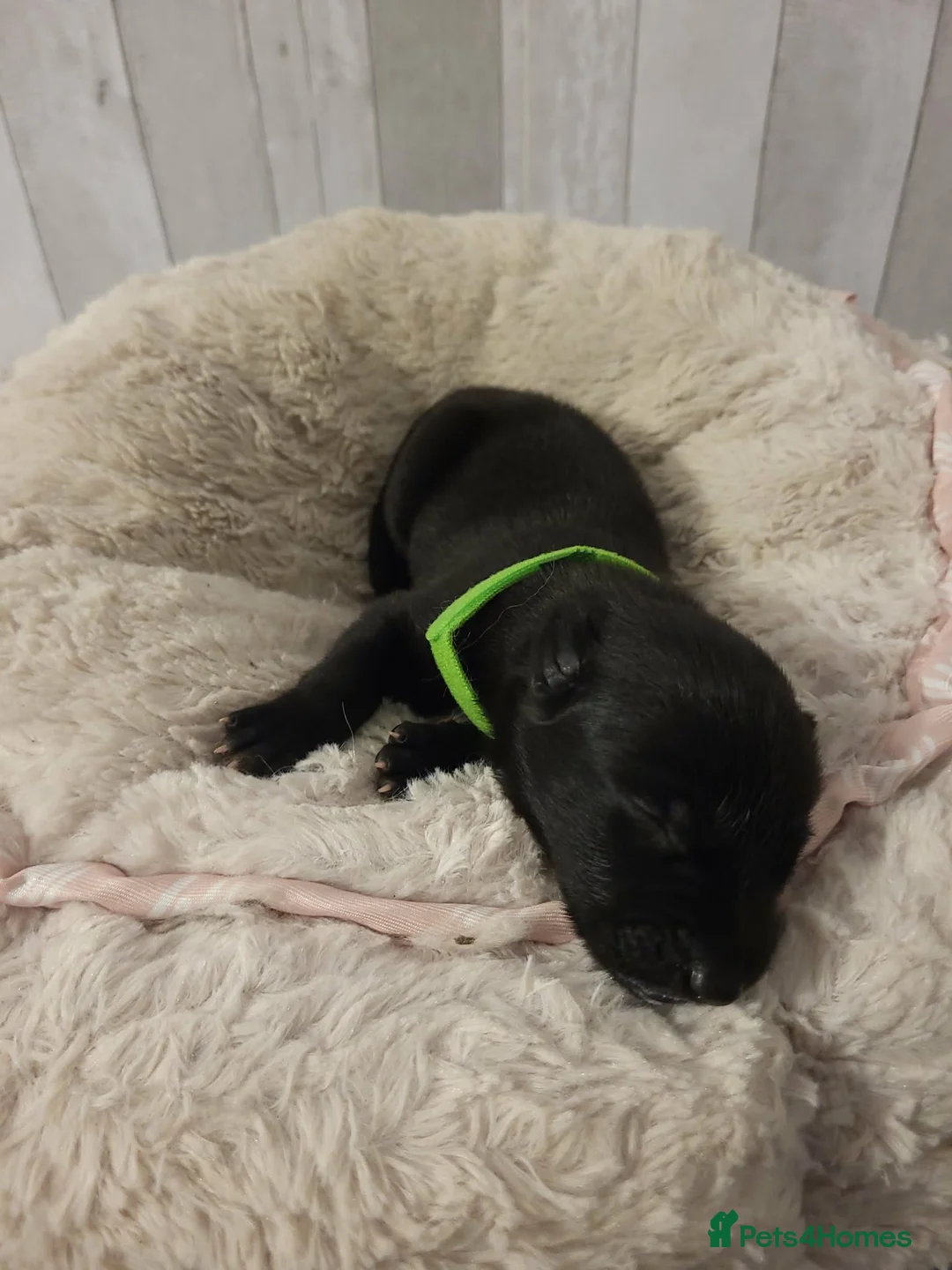 Belgian Shepherd Dog dogs for sale: Top quality Malinois puppies protectioning line - Advert 5