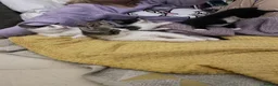 Domestic Shorthair cats for sale: Four kittens needing a home - Advert 12
