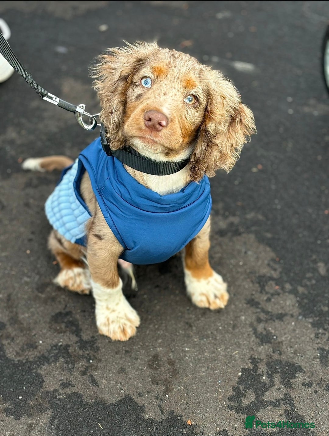 Cocker Spaniel dogs for sale: Cocker spaniel - Advert 1