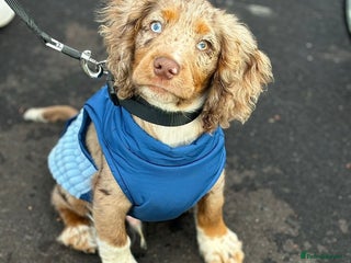 Cocker Spaniel dogs Cocker spaniel - Advert 1