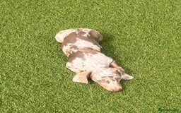 Miniature Dachshund dogs for sale: Miniature Dachshund (Bitch) - Image 3