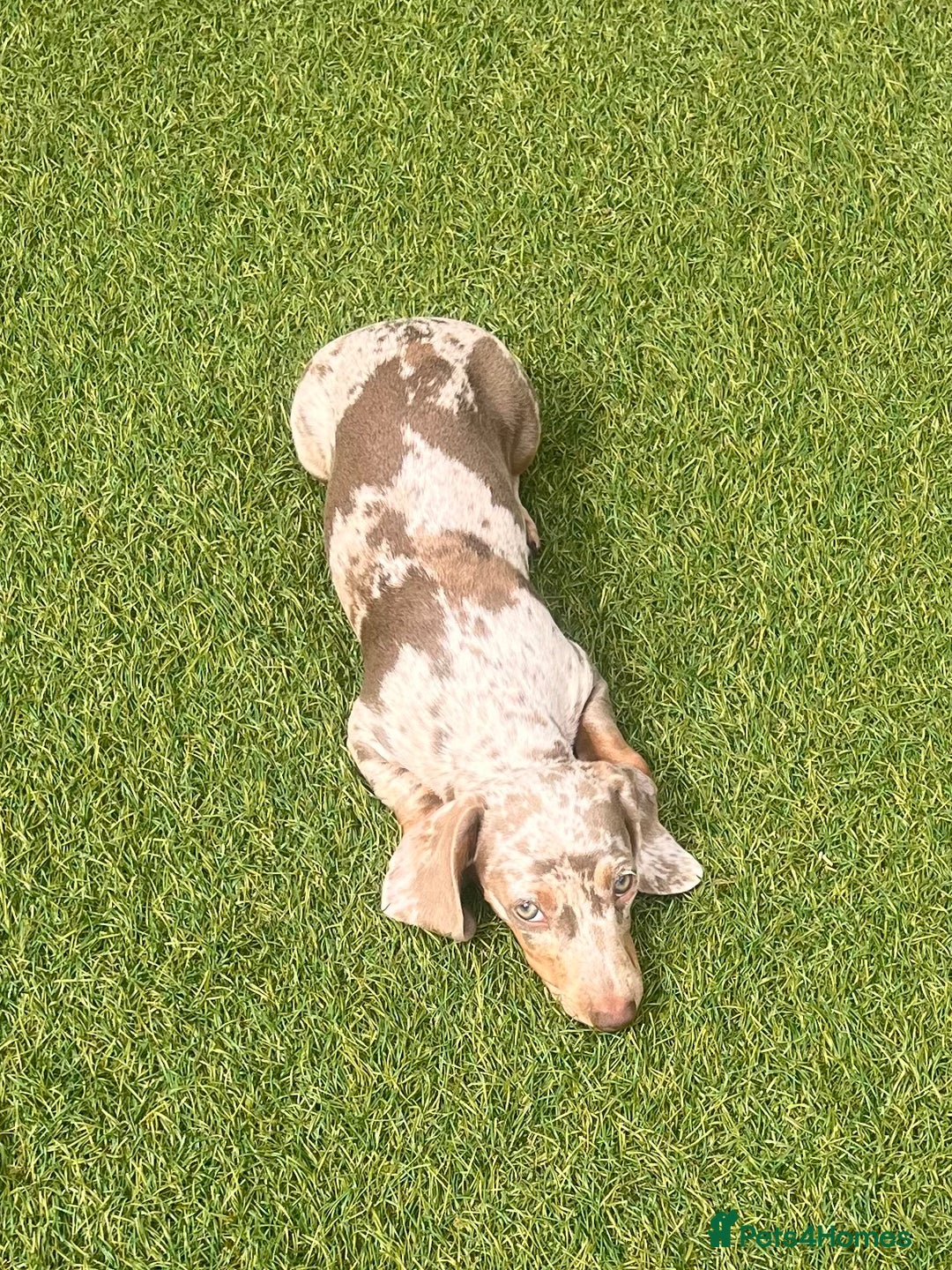Miniature Dachshund dogs for sale: Miniature Dachshund (Bitch) - Image 3