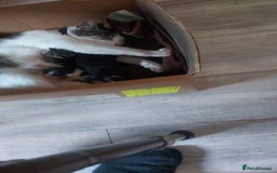 Domestic Shorthair cats for sale: 5 kittens for sale - Image 5