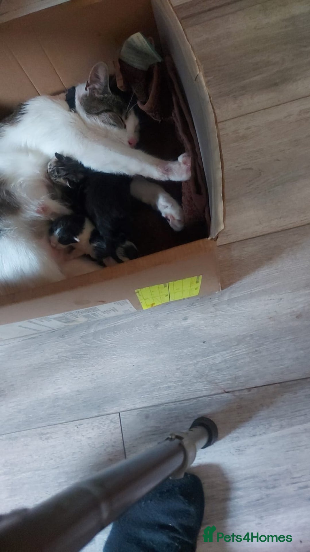Domestic Shorthair cats for sale: 5 kittens for sale - Image 5