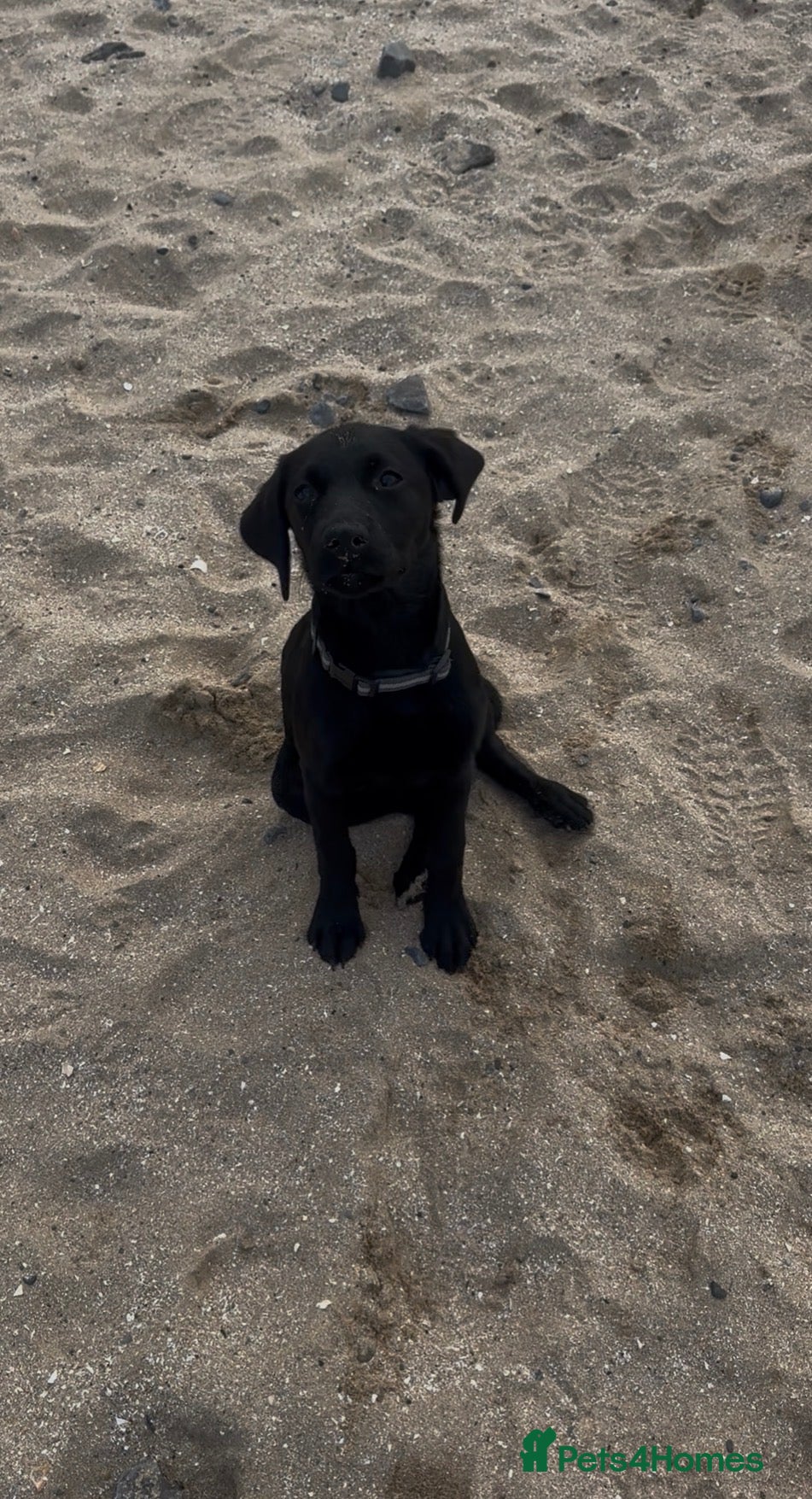 Labrador Retriever dogs Meg - Labrador retriever  - Advert 1