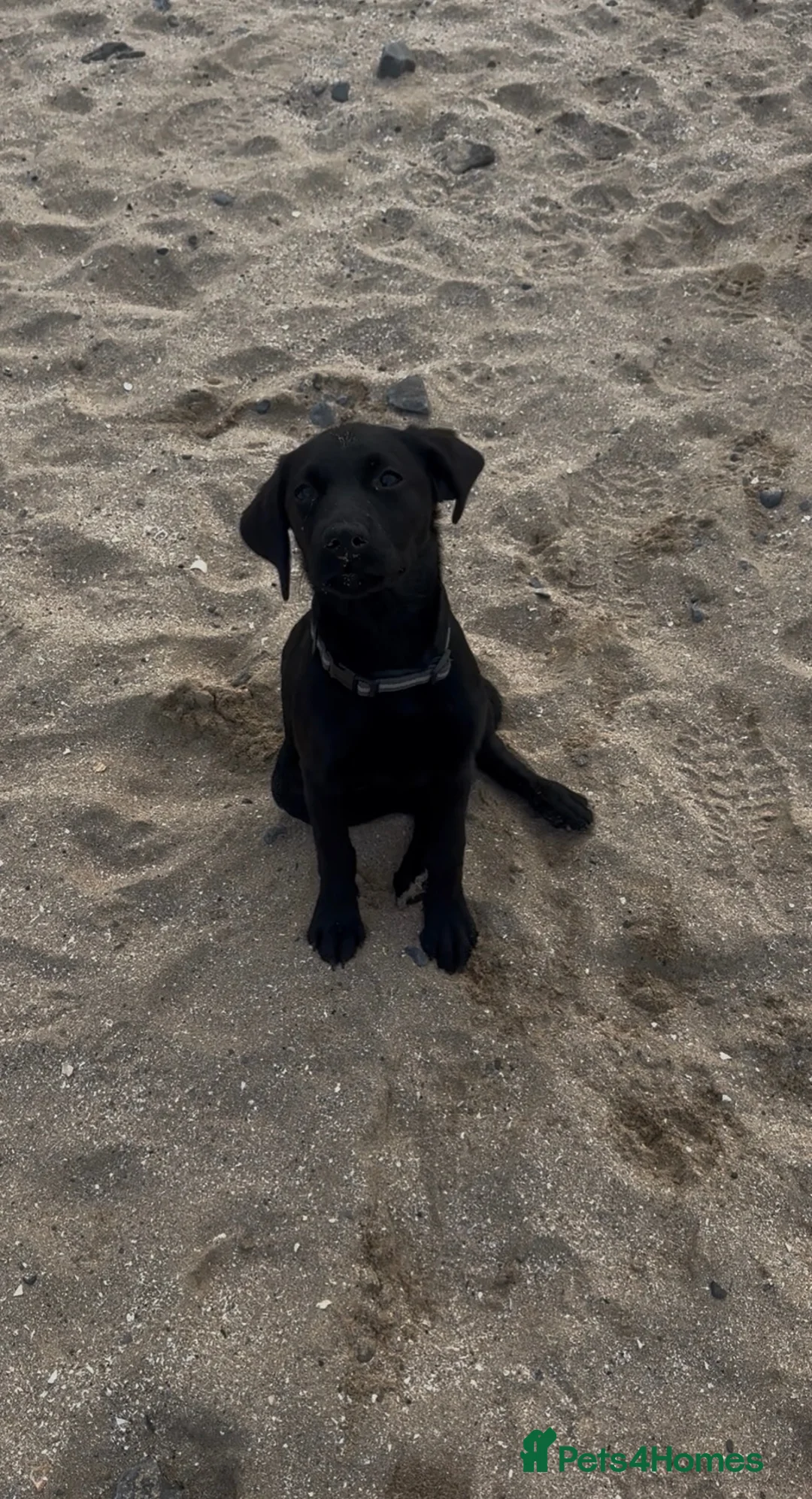 Labrador Retriever dogs for sale: Meg - Labrador retriever  in Tyn-y-Gongl - Advert 1