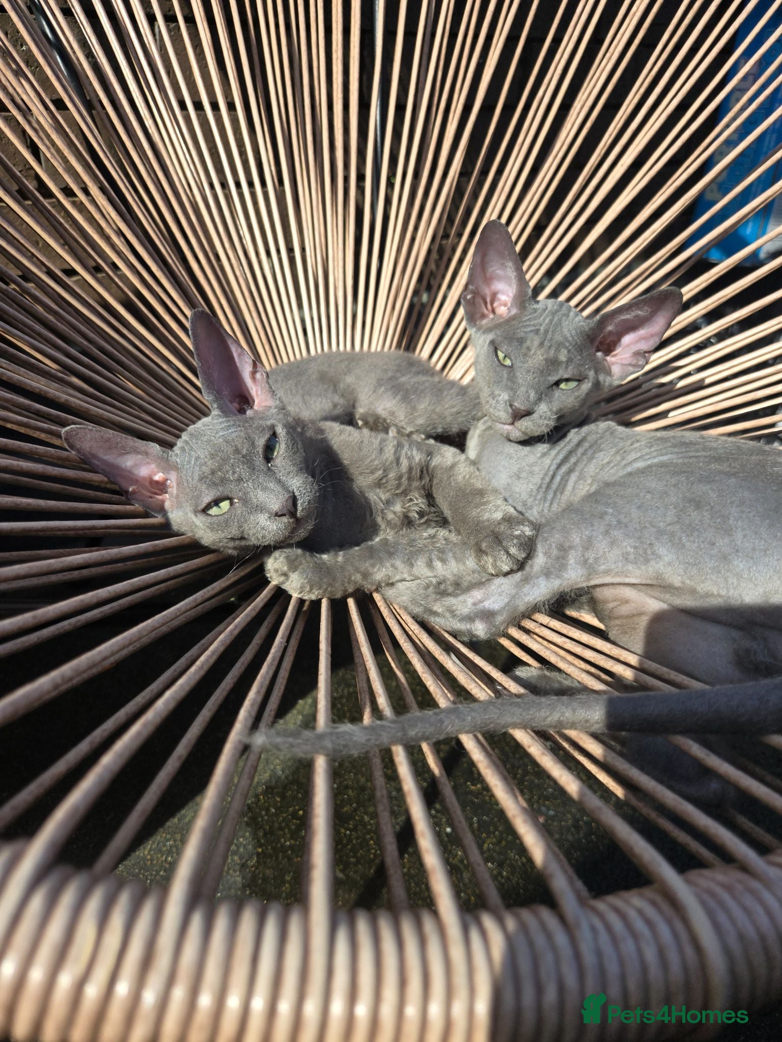 Mixed Breed cats Silver BioVelvet Males – TICA Lines Velvet Texture - Advert 1