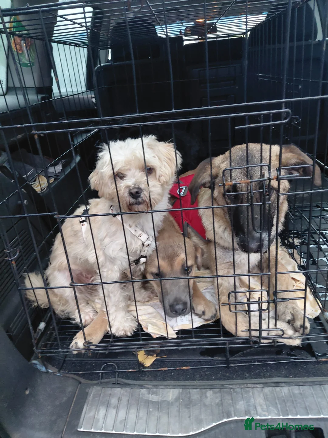 Mixed Breed dogs for adoption: 💛MILO💛 – a handsome puppy boy for a Loving Home - Advert 4