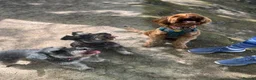 Miniature Schnauzer dogs for sale: 2 Beautiful KC Reg miniature schnauzer litters.  - Advert 4