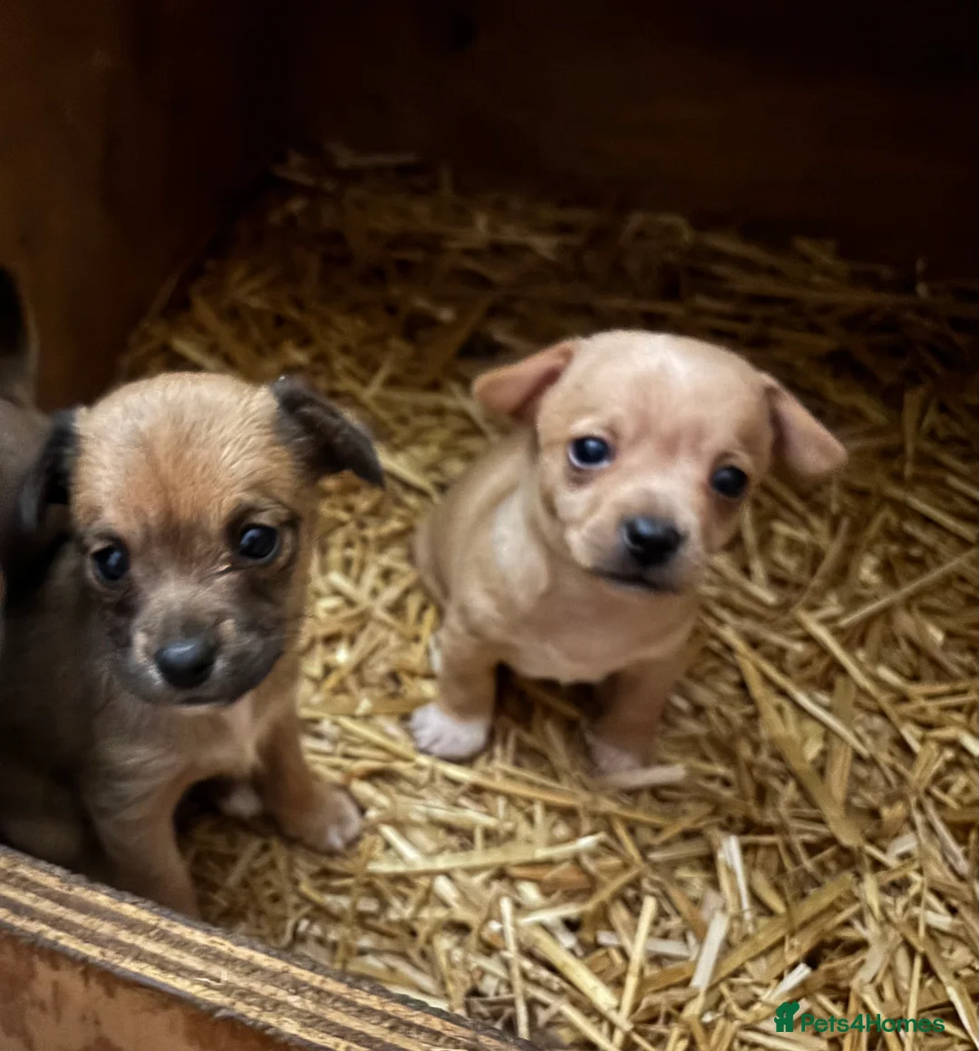 Chihuahua dogs for sale: Ready now! Gorgeous playful puppies!  - Advert 11