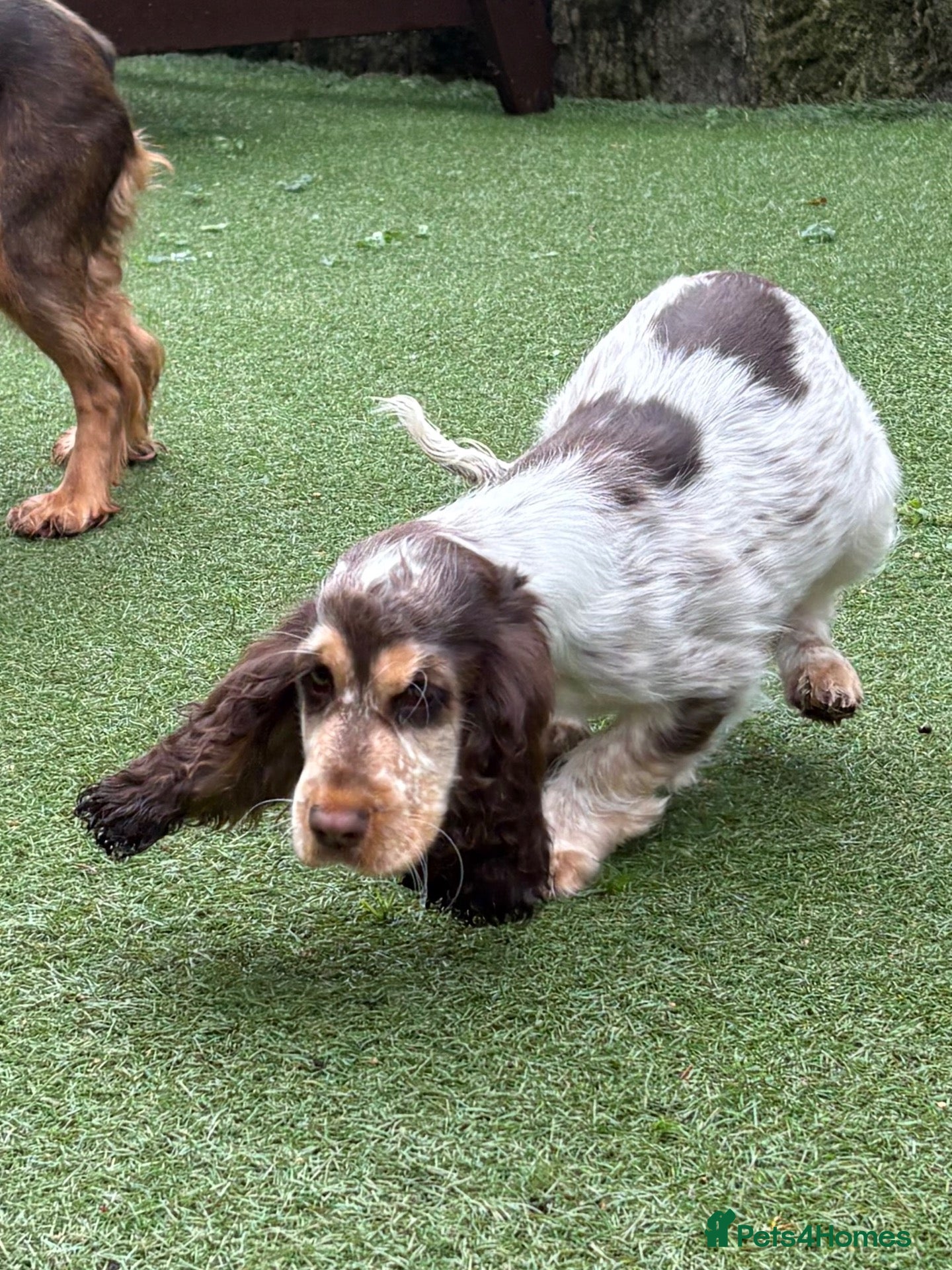 Cocker Spaniel dogs Quality KC babies - extensive health tests clear - Advert 2