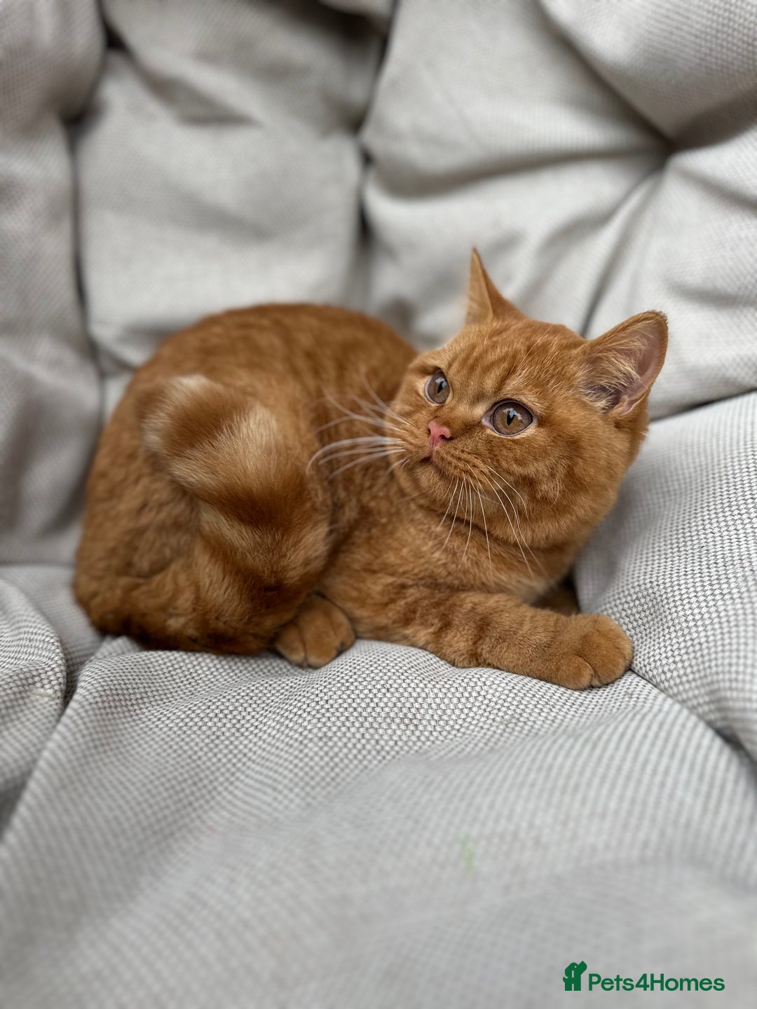 British Shorthair cats for sale: British Shorthair Chunky kittens - Image 5