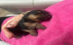 Yorkshire Terrier dogs for sale: Beautiful Mini Yorkshire Terrier two girls  - Image 6