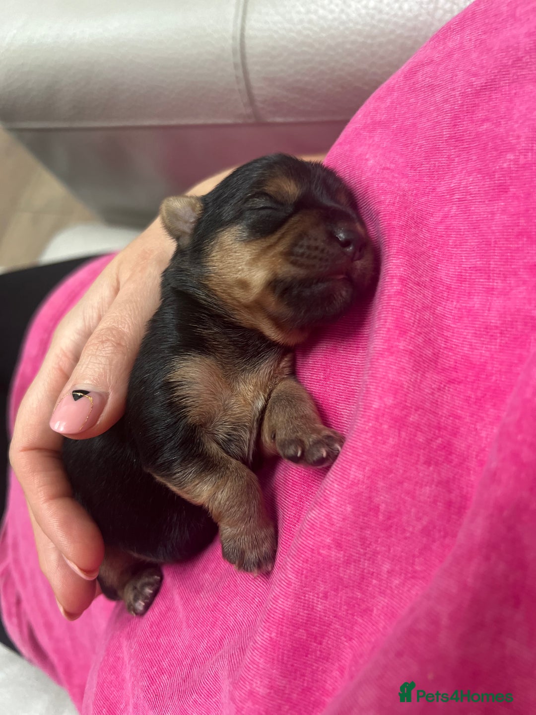 Yorkshire Terrier dogs for sale: Beautiful Mini Yorkshire Terrier two girls  - Image 6