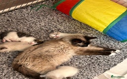 Ragdoll cats for sale: Ragdoll X 15 week kitten for rehoming  - Image 5