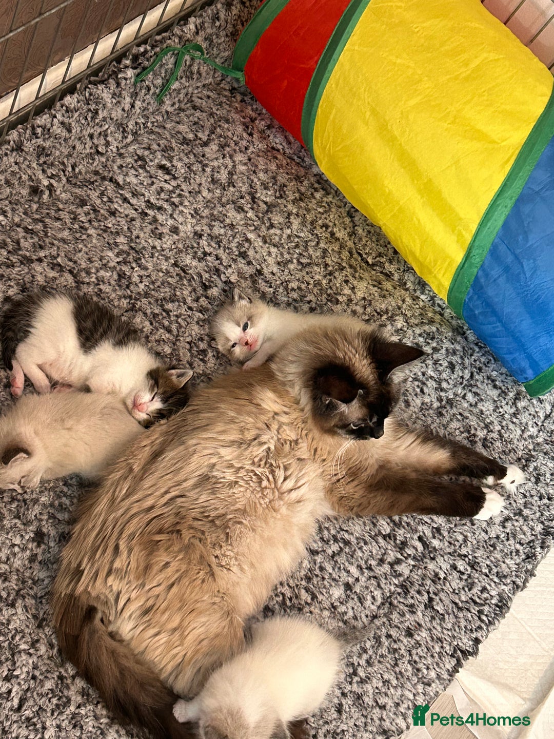 Ragdoll cats for sale: Ragdoll X 15 week kitten for rehoming  - Image 5