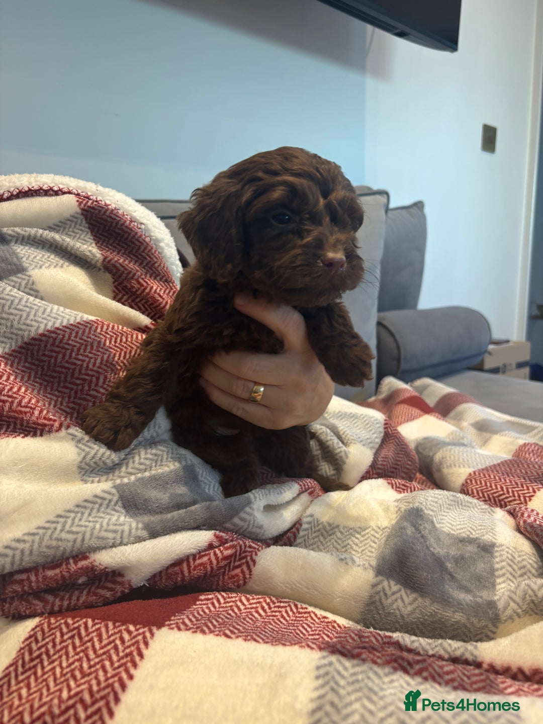 Cockapoo dogs for sale: F1 cockapoos - Advert 5