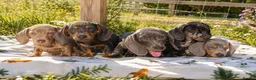 Dachshund dogs for sale: FULLY VAX READY NOW QUAILTY MINI KC Reg PRA CLEAR  - Advert 4