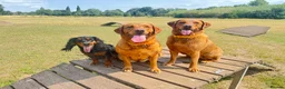 Labrador Retriever dogs for sale: CLOSED - Fox Red Labrador puppies.  - Advert 4