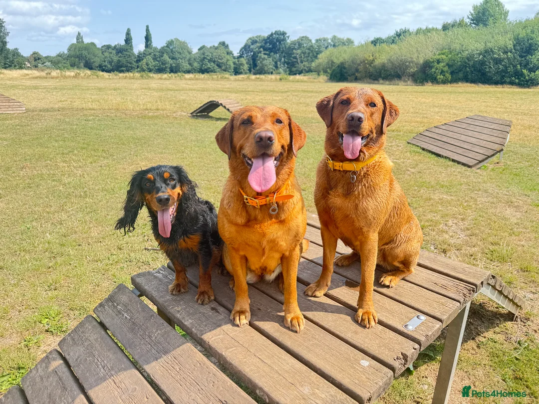 Labrador Retriever dogs for sale: CLOSED - Fox Red Labrador puppies.  - Advert 4