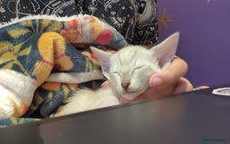 Oriental cats for sale: Havana Brown and Snow Lynx Bengal Cross kittens - Image 6