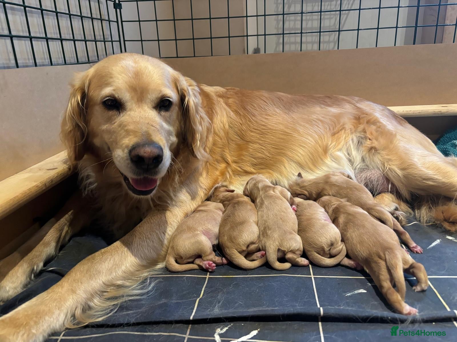 Golden Retriever dogs KC Registered Golden Retriever Puppies - Advert 1