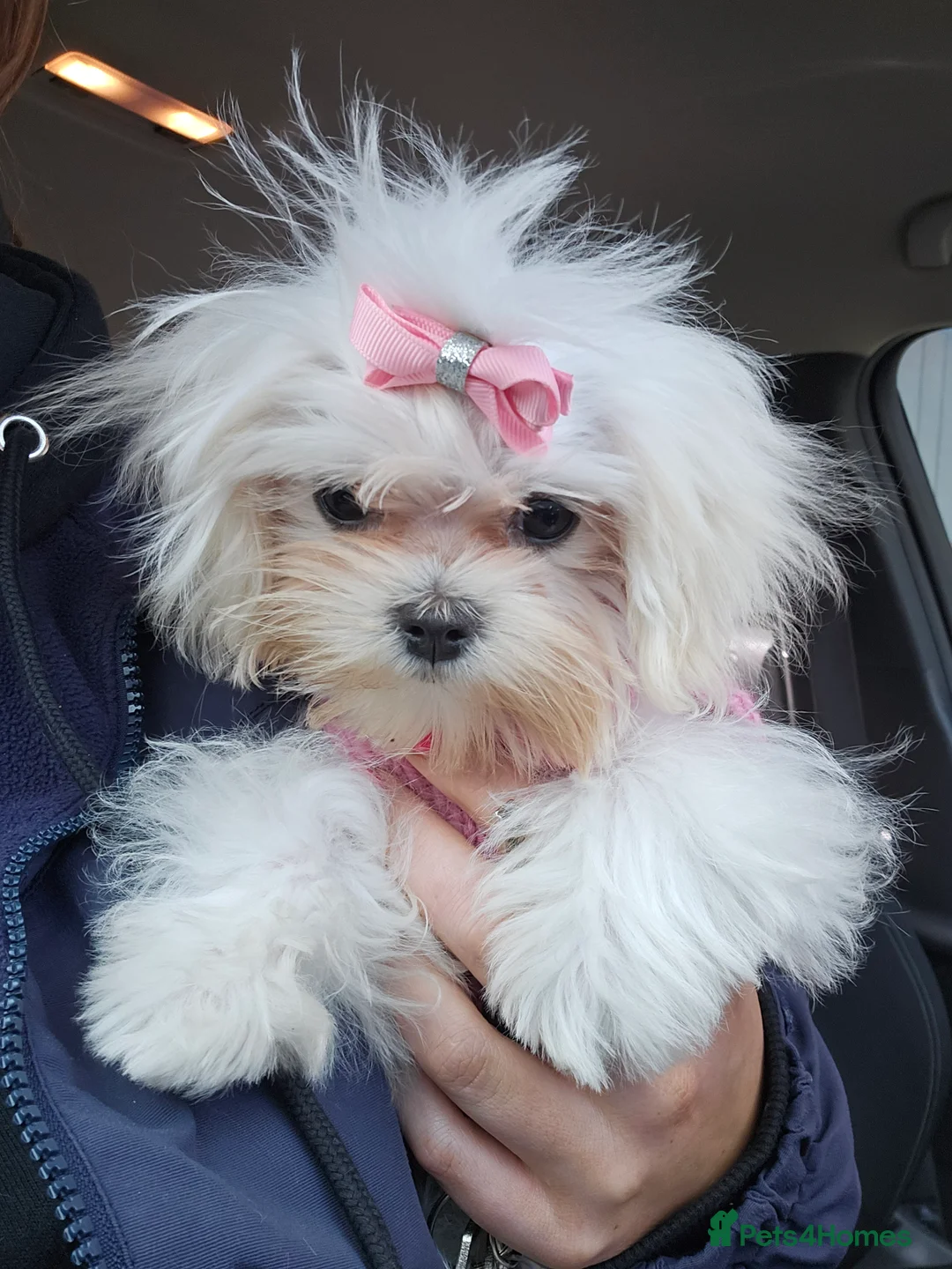 Maltese dogs for sale: Tiny super special Korean Maltese Girl - Advert 3