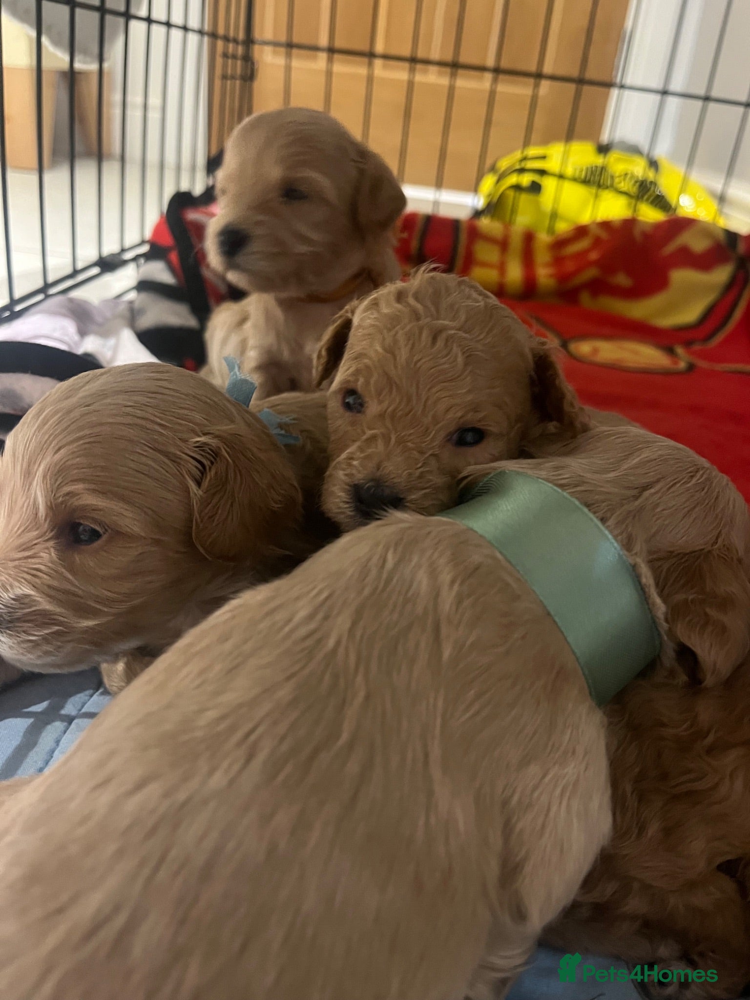 Schnoodle dogs 7 schnoodle puppies  - Advert 1