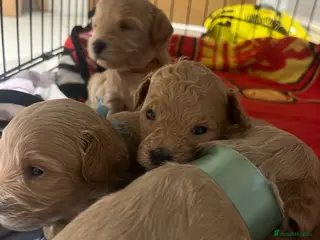 Schnoodle dogs 7 schnoodle puppies - Advert 1
