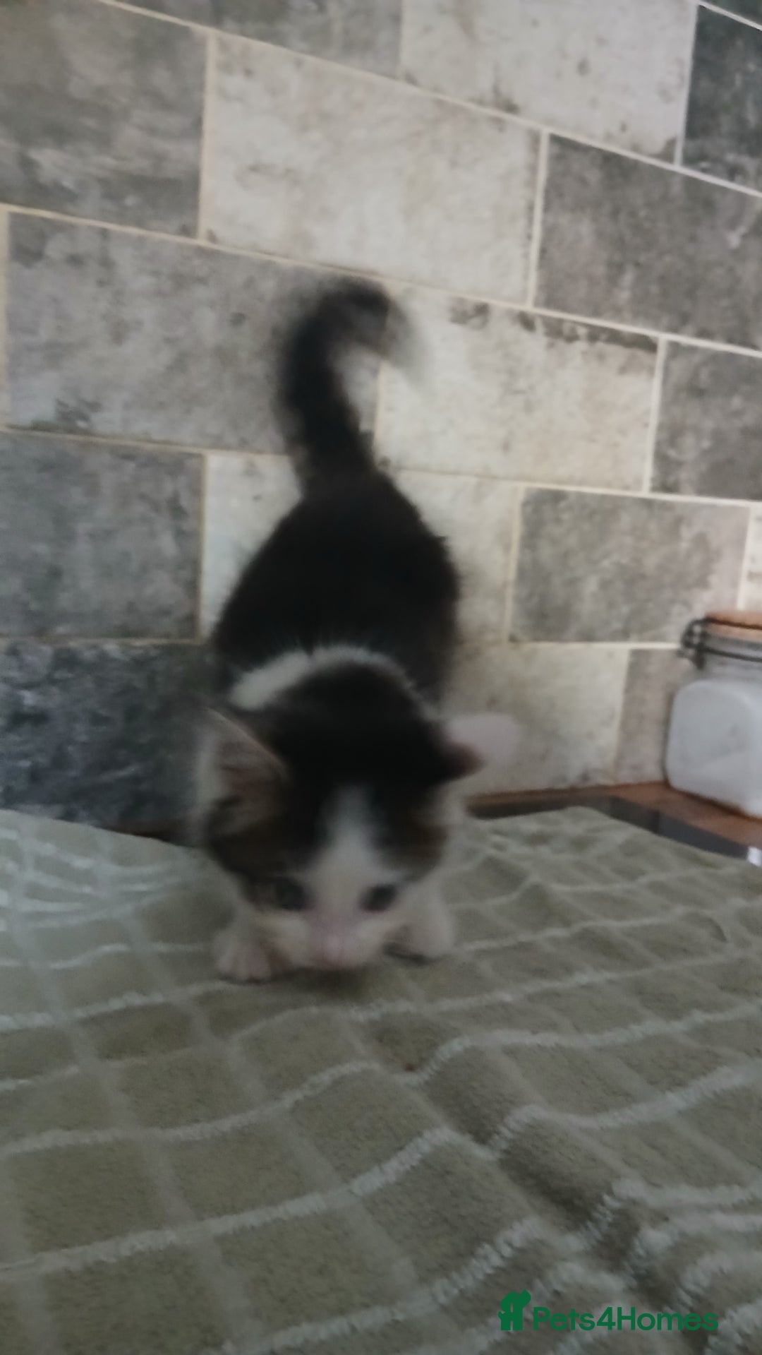 British Longhair cats for sale: Long haired kittens for sale - Image 11
