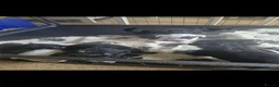 Yochon dogs for sale: Beautiful yochon puppies for sale in Rickmansworth - Advert 2