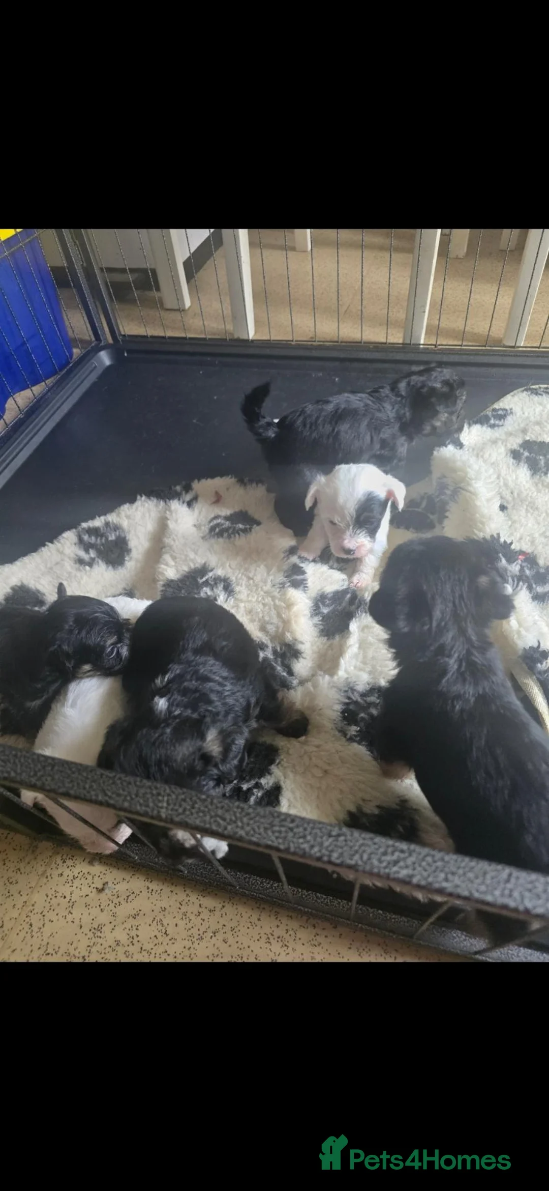 Yochon dogs for sale: Beautiful yochon puppies for sale in Rickmansworth - Advert 2