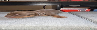 Dachshund Puppy brown 