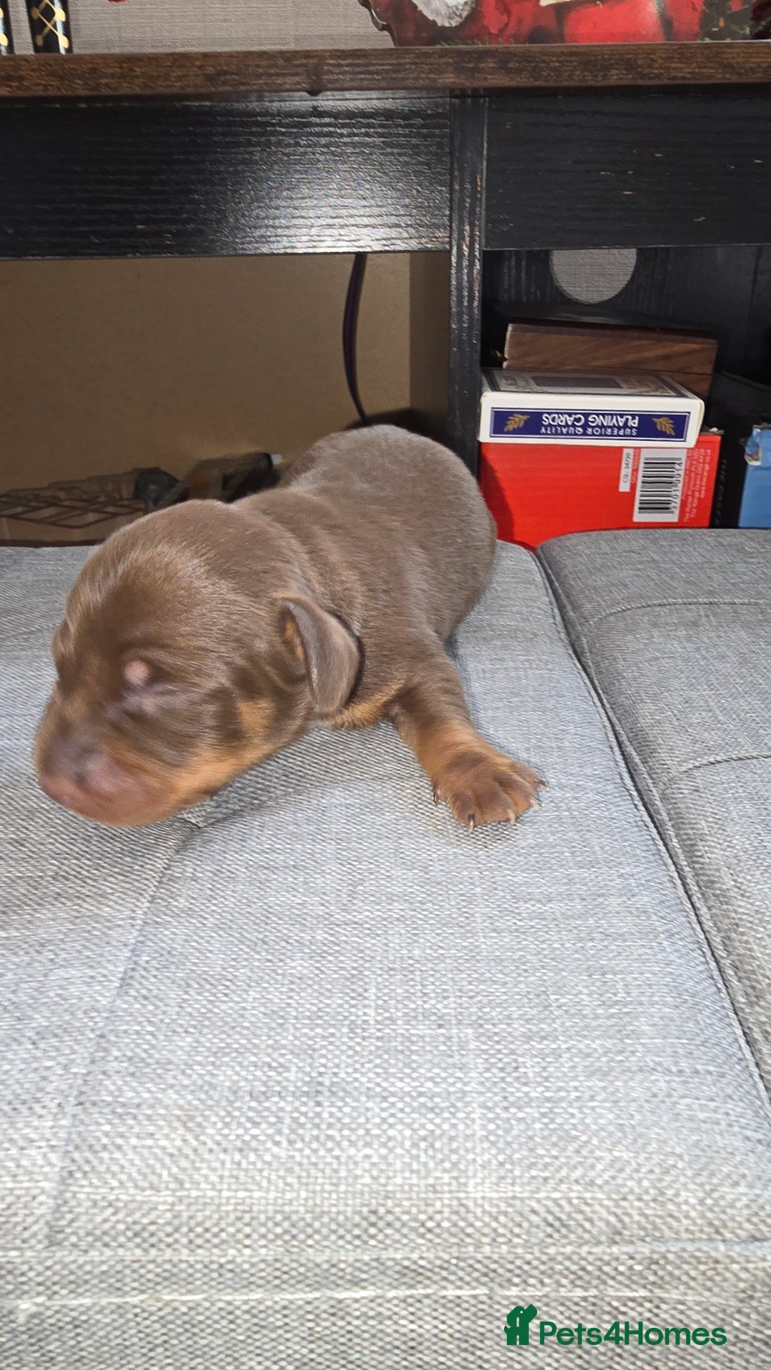 Dachshund dogs for sale: Mini dashhound  - Advert 9