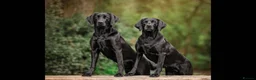 Labrador Retriever dogs for sale: Beautiful Black Labrador KC registered  - Advert 2