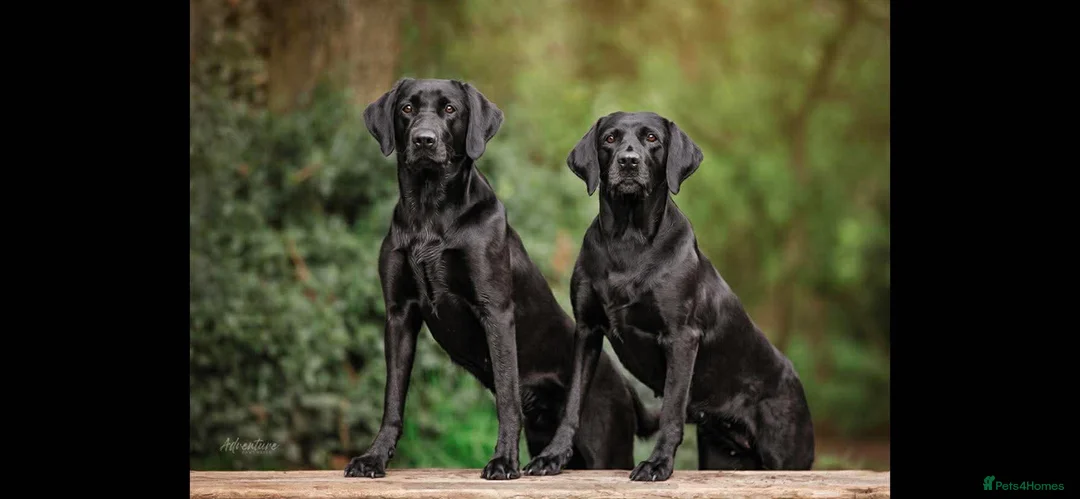Labrador Retriever dogs for sale: Beautiful Black Labrador KC registered  - Advert 2