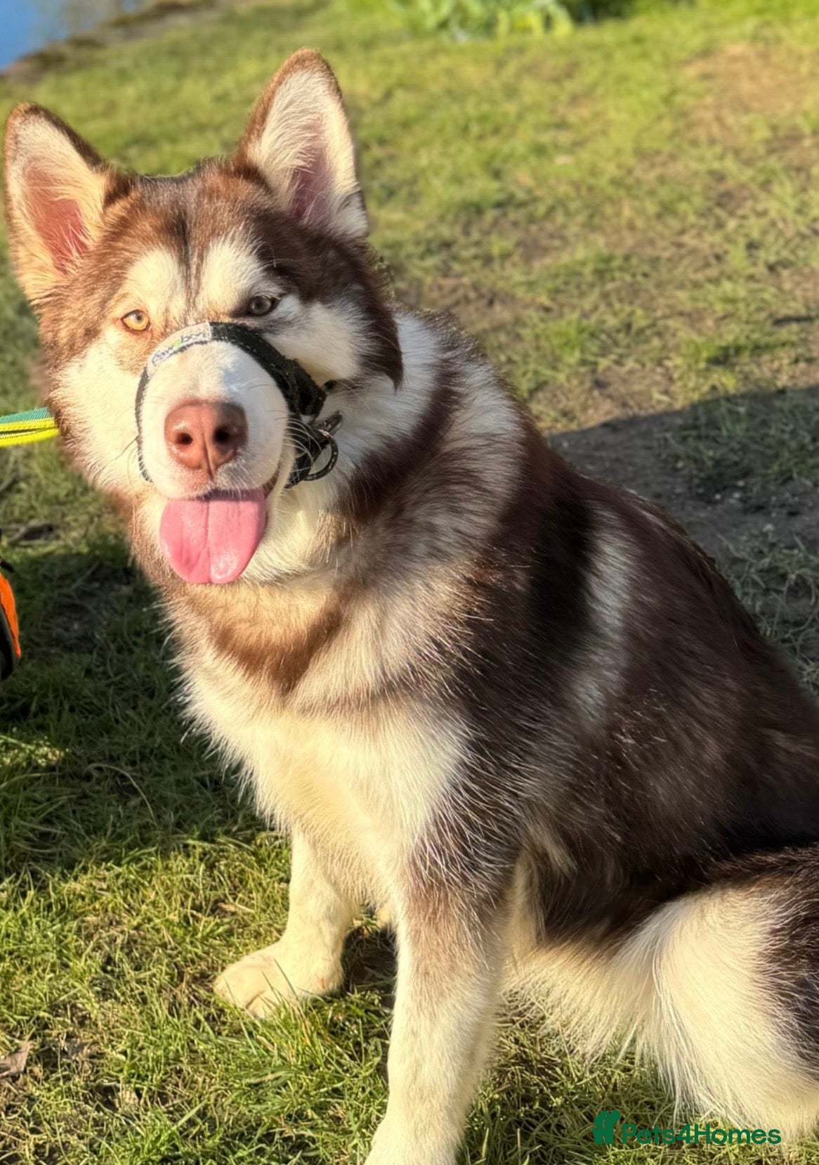 Mixed Breed dogs Dakota and Akila - Advert 3