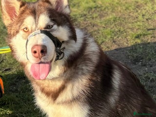 Mixed Breed dogs Dakota and Akila - Advert 3