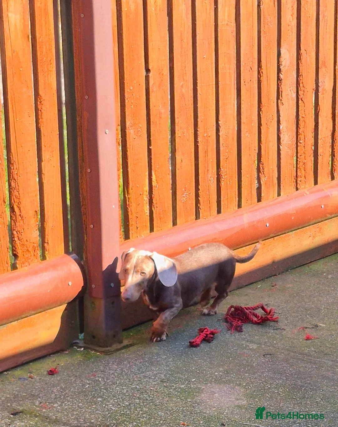 Miniature Dachshund dogs for sale: Isabella and tan female (1 year 8 months) - Advert 9