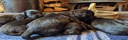 Cocker Spaniel dogs for sale: Black Working Cocker Spaniel Pups - Advert 2