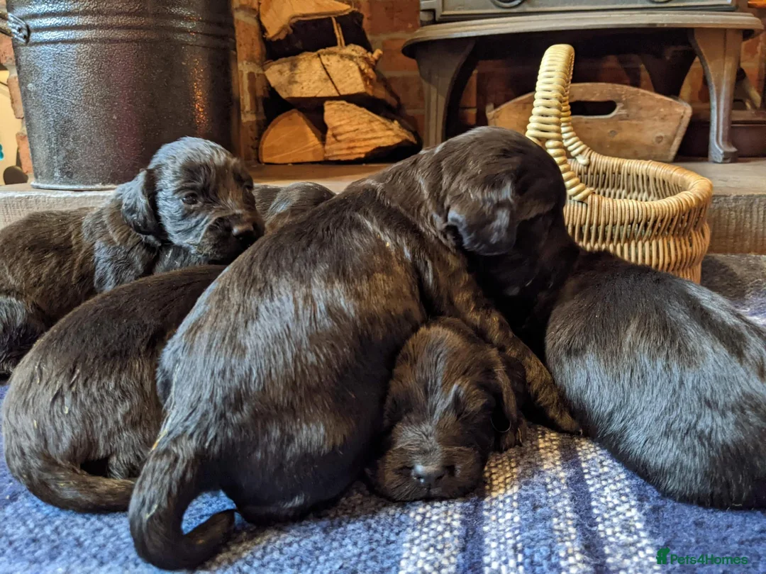 Cocker Spaniel dogs for sale: Black Working Cocker Spaniel Pups - Advert 2
