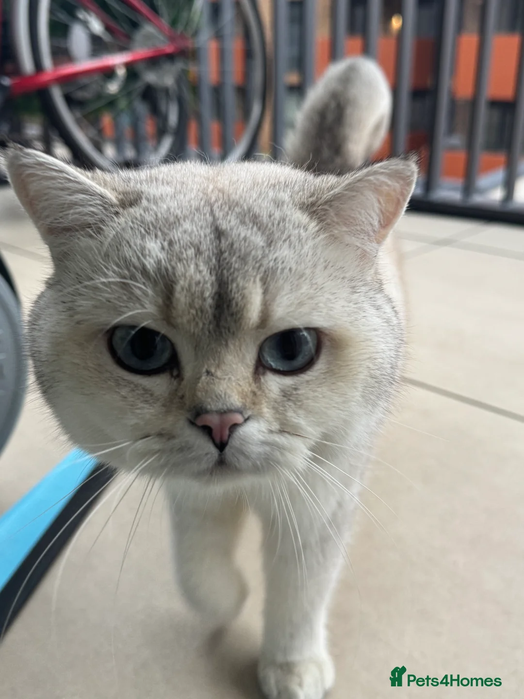British Shorthair cats for stud: Casper baby up for his fatherly duties  in Hounslow - Advert 4