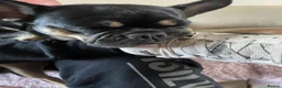Frug dogs for sale: Female Frug - Advert 3