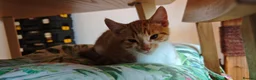 Mixed Breed cats for sale: Ginger-and-white boys and one Clico girl - Advert 14